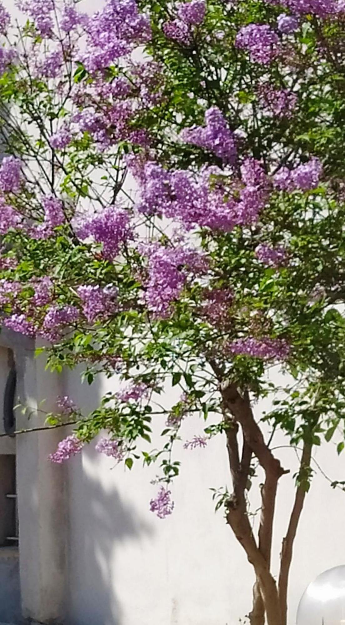 Villa View Διαμερισμα Loukissia Exterior foto